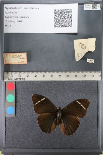 Media type: image;   Entomology 142747